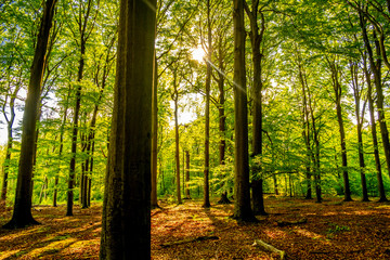 View of beautiful nature. Green trees in polish forests.