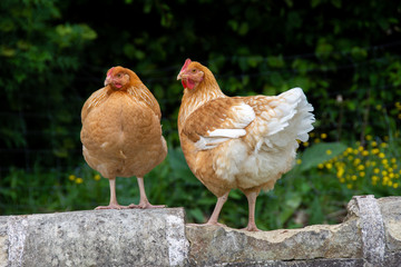 Deux poules en liberté perchées sur un mur dans la cour d'une petite ferme biologique