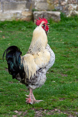 Coq chantant dans la cour d'une petite ferme biologique