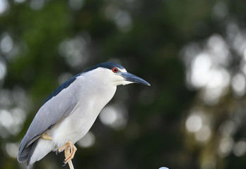 Portrait of a black crowned night heron
