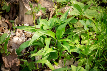 Wild garlic green leaves growing in forest in early spring surrounded by other different wild plants. 
