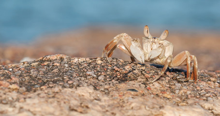 Crab sand beach close up. Cute crab on sand beach. Sand beach crab looking