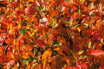 Autumn Bush with colorful bright leaves. Red autumn leaves close-up. Autumn leaves in autumn forest...