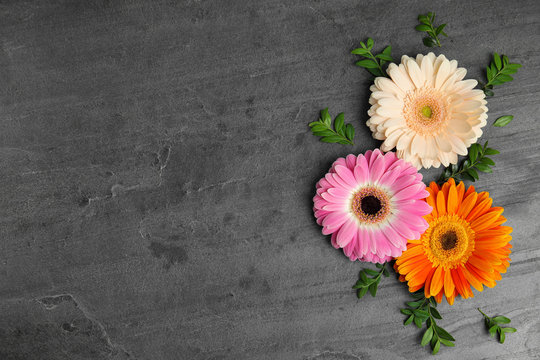 Flat lay composition with beautiful bright gerbera flowers on grey background. Space for text