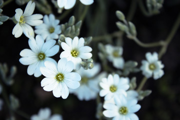 White small flowers. Spring flowers