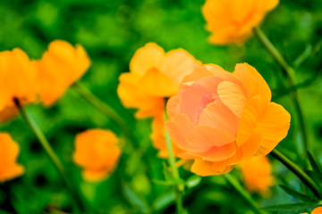 Blooming orange meadow flower in the garden