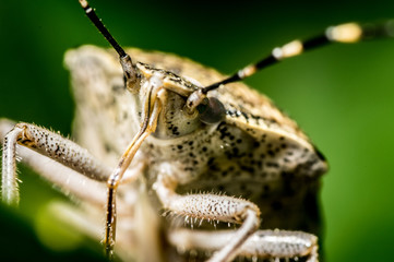 punaise insecte macro
