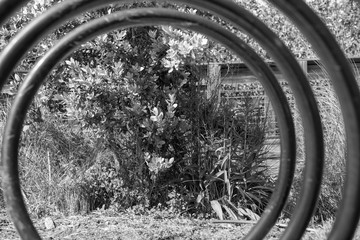 Perspective black and white of flowers through a bike rack
