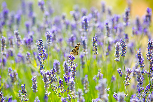 eco flowers, violet lavender flower field, closeup © Андрей Котомин