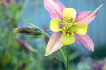 Yellow flower with pink lepistki in the garden.
