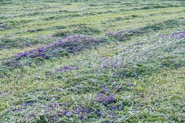 Frisch gemähtes Gras