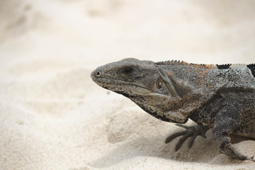 Mexican little friend