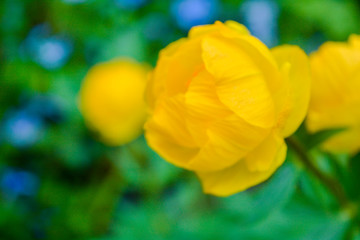 Blooming orange meadow flower in the garden