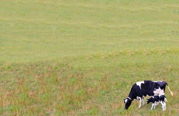 Rays of light on pasture background with Holstein cow and newborn calf in corner