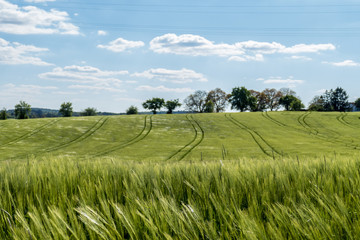 Fahrspuren im Gerstenfeld