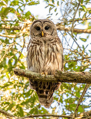 Barred owl in its natural habitat in Florida