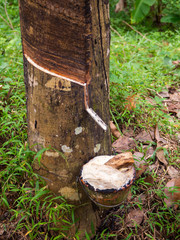 Grove with rubber trees on the island of Phangan. Thailand