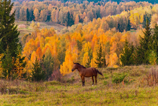Wild horses are grazed on a on a far scope, on forests and fields, as background, Mari El, Russia