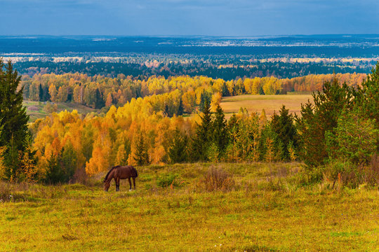 Wild horses are grazed on a on a far scope, on forests and fields, as background, Mari El, Russia