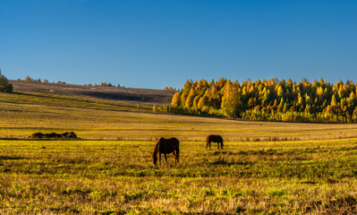 Obraz premium Wild horses are grazed on a big field in sunny day, Mari El, Russia