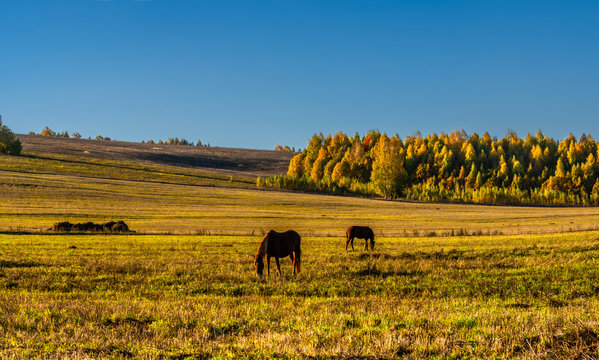 Wild horses are grazed on a big field in sunny day, Mari El, Russia