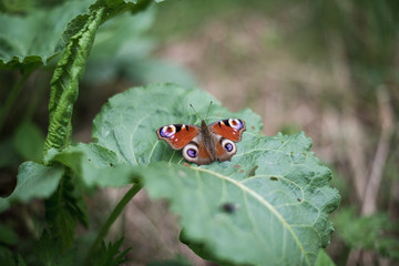 Beautiful red butterfly on a green leaf
