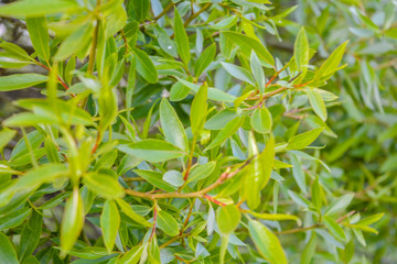 Willow tree branches with young green leaves as nature background