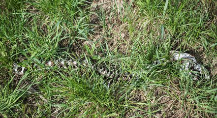 Skeleton of an animal in the grass