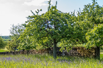 Brennholz lager im Freien © focus finder