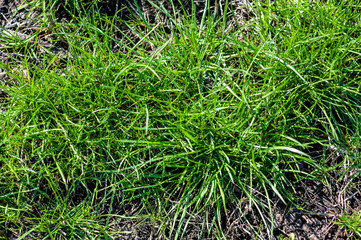 Green grass texture for background. Jagged lawn with bald spots.