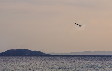 Seagull flying over the sea in the late afternoon. Vacation scenery