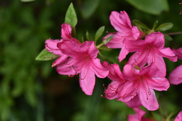 Detail of rhododendron flowers