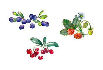 Isolated elements with forest berries.