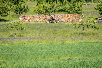 Brennholz lager im Freien © focus finder