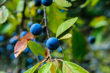 Berries of the blackthorn bush in forest on summer