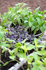 New young seedlings of different plants ready for planting in the ground