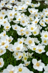 White wildflowers on the open-air lawn