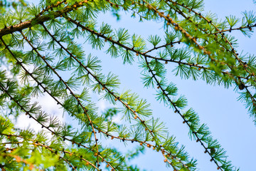 Bright green fluffy branches of larch tree Larix decidua Pendula on blue sky
