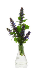 Ajuga Reptans in a flask on a white background