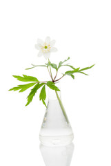 Anemone ranunculoids in a glass flask on a white background