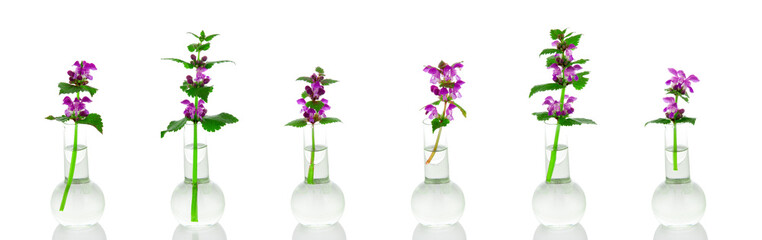 Lamium in a glass flask on a white background