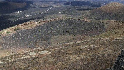 vigne Malvoisie à Lanzarote