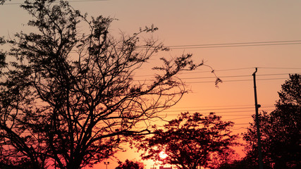 silhouette of a tree at sunset