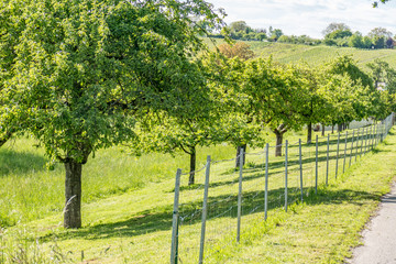 Baumgrundstück im Frühjahr