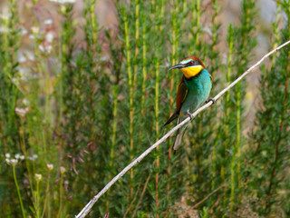 European Bee-Eater against Green Plants in Spring