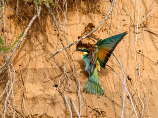 European Bee-Eater with Open Wings against Sand Wall in Spring