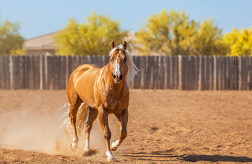 Palomino