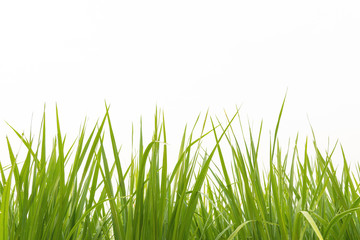Obraz premium Young rice growing in the paddy field on white background. Countryside of Thailand.