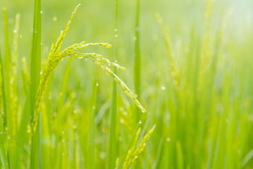 Obraz premium Young ear of rice in green paddy field. Countryside of Thailand. Selective focus.
