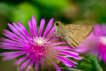 butterfly on a flower